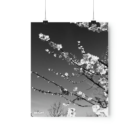 Cherry Blossom Premium Matte Print - Feel Bright